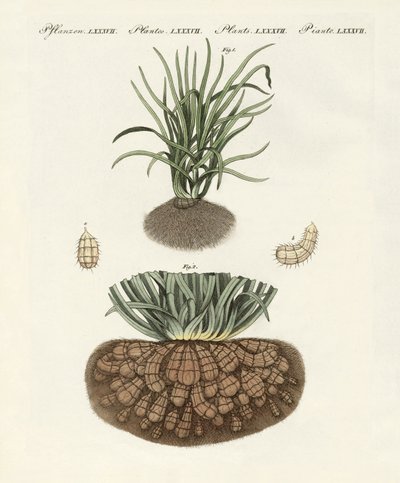 Strange Plants by German School