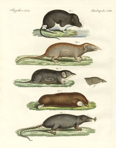 Strange Shrews by German School