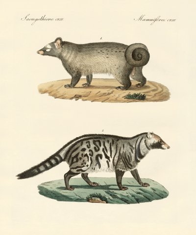 Strange skunks by German School