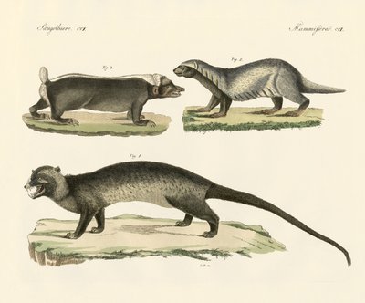 Strange Skunks by German School