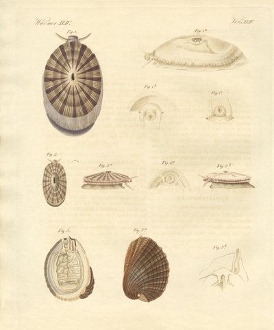 Strange snails by German School