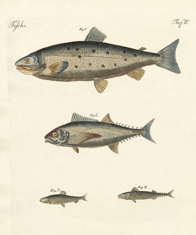 Strange trading fish by German School