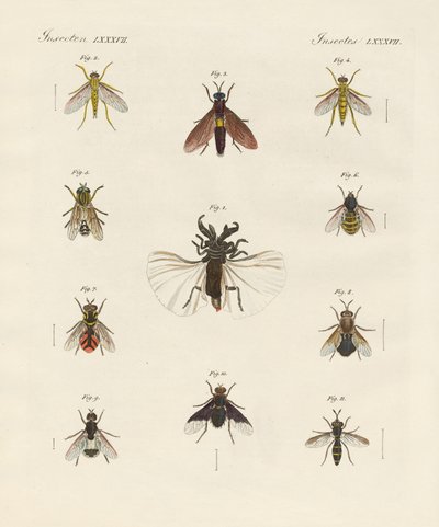 Strange Two-Winged Insects by German School