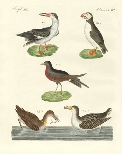 Strange Waterbirds by German School