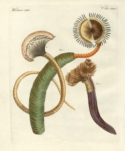 Strange worms by German School