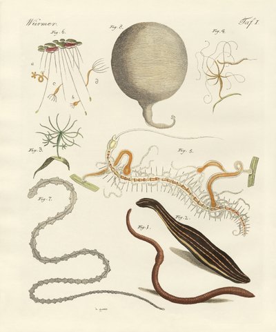 Strange worms by German School