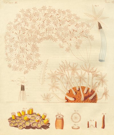 Strange Worms, Zoophytes by German School