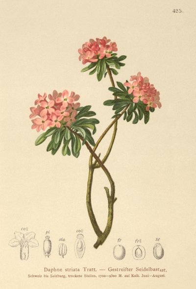 Striated Daphne by German School