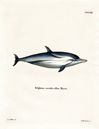 Striped Dolphin by German School
