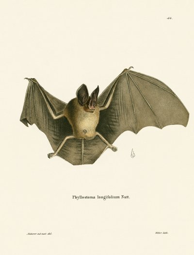 Striped Hairy-nosed Bat by German School