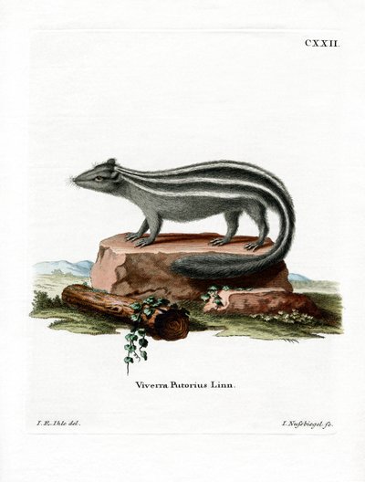 Striped Skunk by German School