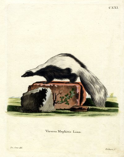 Striped Skunk by German School