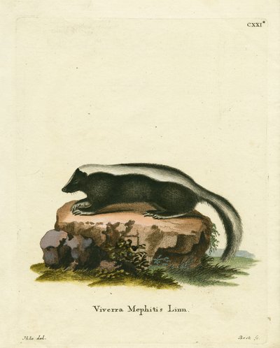 Striped Skunk by German School