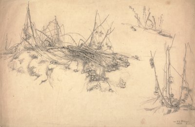 Study of a Thistle by German School