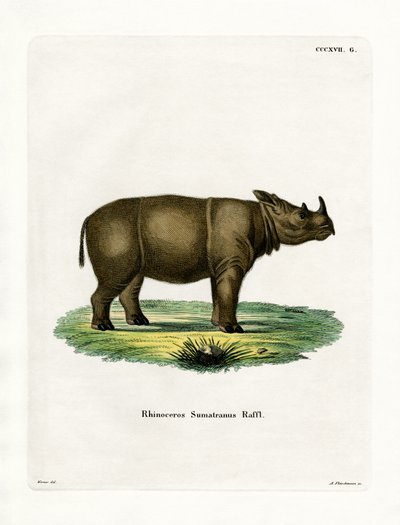 Sumatran Rhinoceros by German School