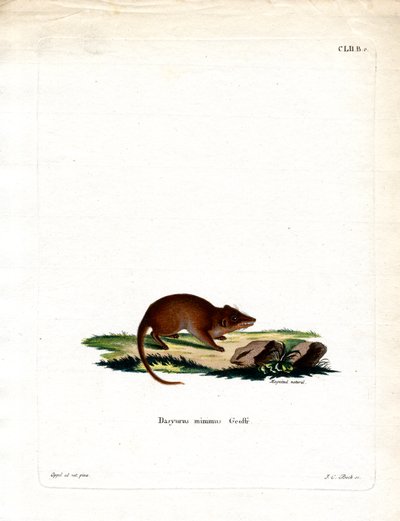 Swamp Antechinus by German School