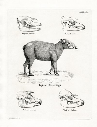 Tapir Skulls by German School