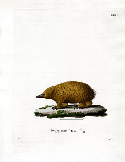 Tasmanian Short-beaked Echidna by German School