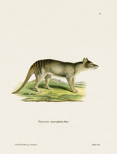 Tasmanian Tiger by German School