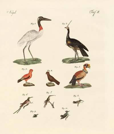 Ten American Birds by German School