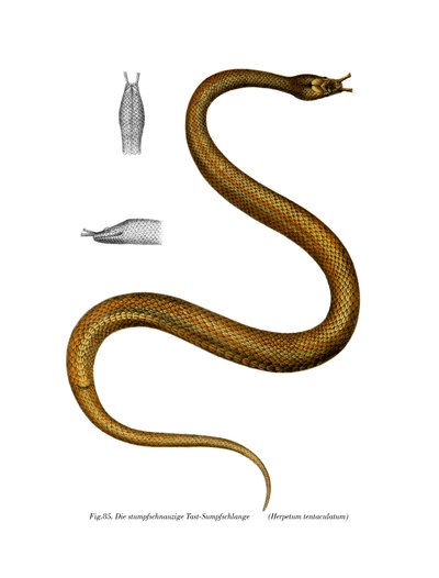 Tentacle Snake by German School