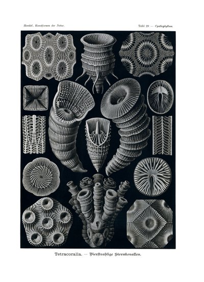 Tetracoralla by German School