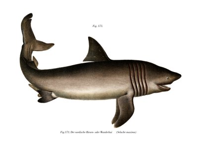 The Basking Shark by German School