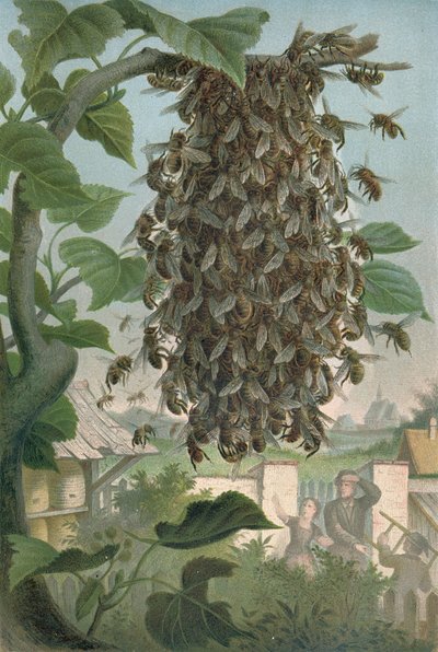 The Bees Nest, late 19th century by German School