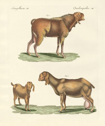 The Egyptian goat by German School