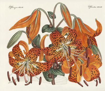 The Japanese Tiger Lily by German School