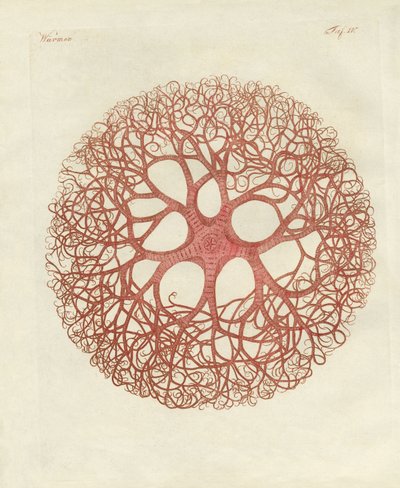 The Medusa star by German School