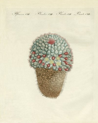 The breast-shaped melon-thistle by German School