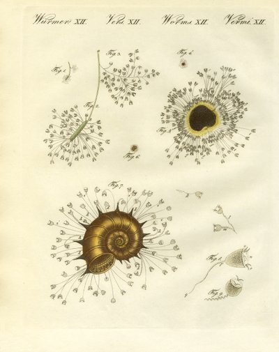 The cup-shaped polyps by German School