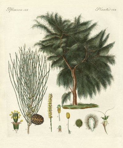 The Four-Flapped Casuarina by German School