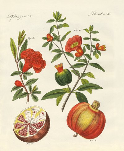 The Pomegranate by German School
