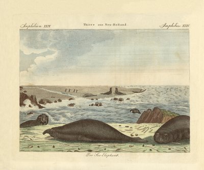 The Proboscis Seal by German School