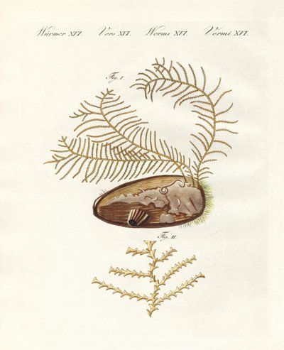 The sertularian hydroid by German School