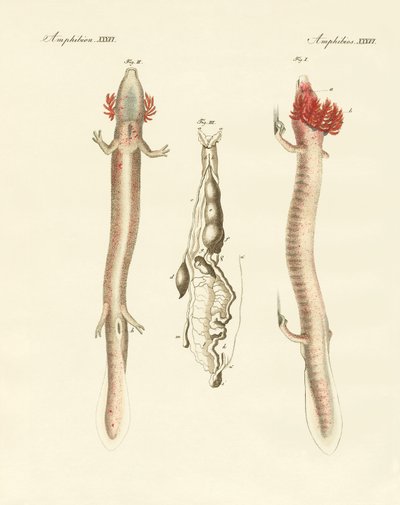 The Sinuous Proteus by German School