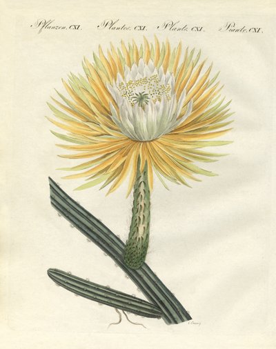 The Splendid Large-Flowered Torch Thistle by German School