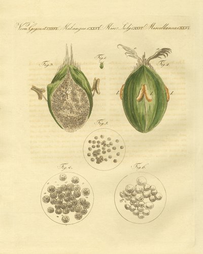 The Ustilaginomycotina of the Wheat by German School