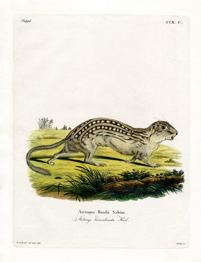 Thirteen-lined Ground Squirrel by German School