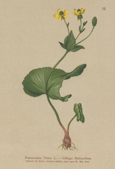 Thora Buttercup by German School