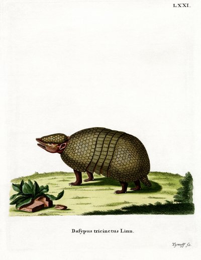 Three-banded Armadillo by German School