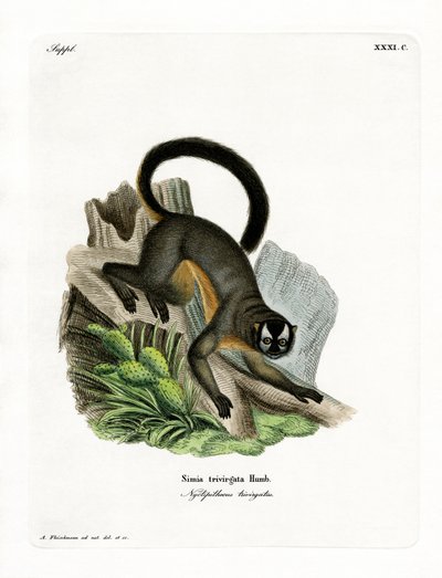 Three-striped Night Monkey by German School