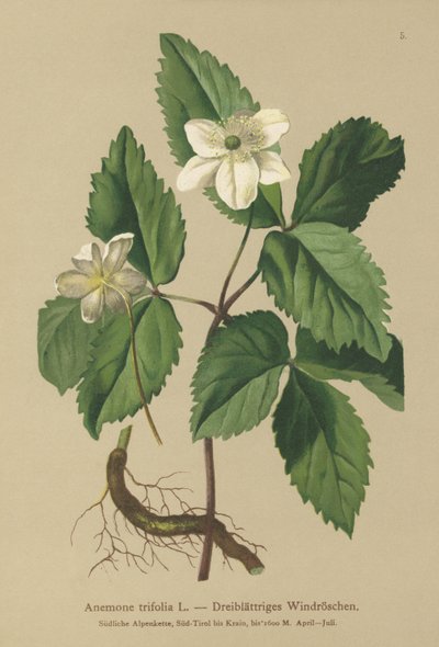 Three-leaved Anemone (Anemone trifolia) by German School