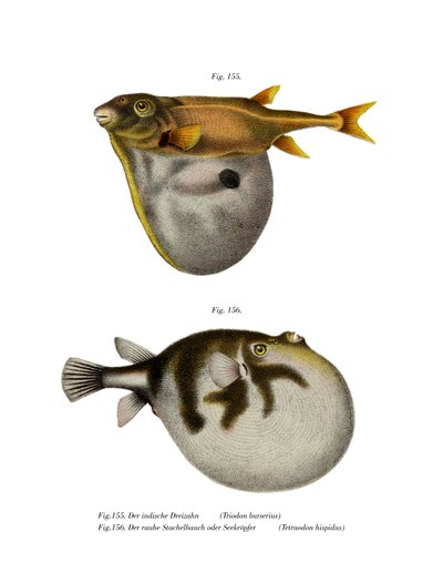 Threetooth Puffer by German School