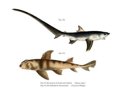Thresher Shark by German School