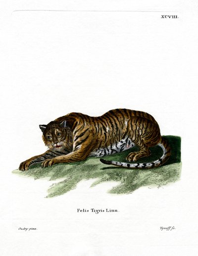 Tiger by German School