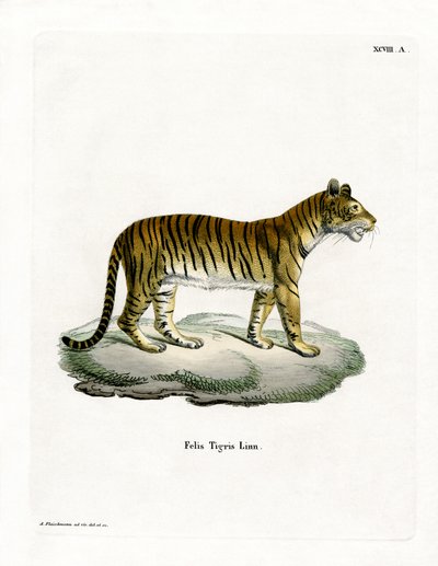 Tiger by German School