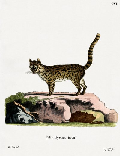 Tiger Cat by German School